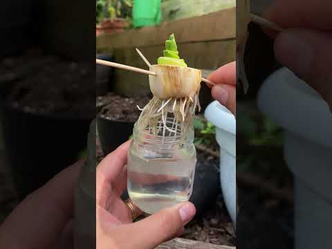 How to Regrow