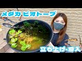 メダカの屋外ビオトープ作り！✨️ 【メダカお迎え】