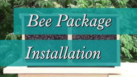 How to Install a Bee Package
