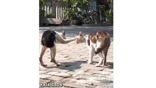 Kucing kesurupan