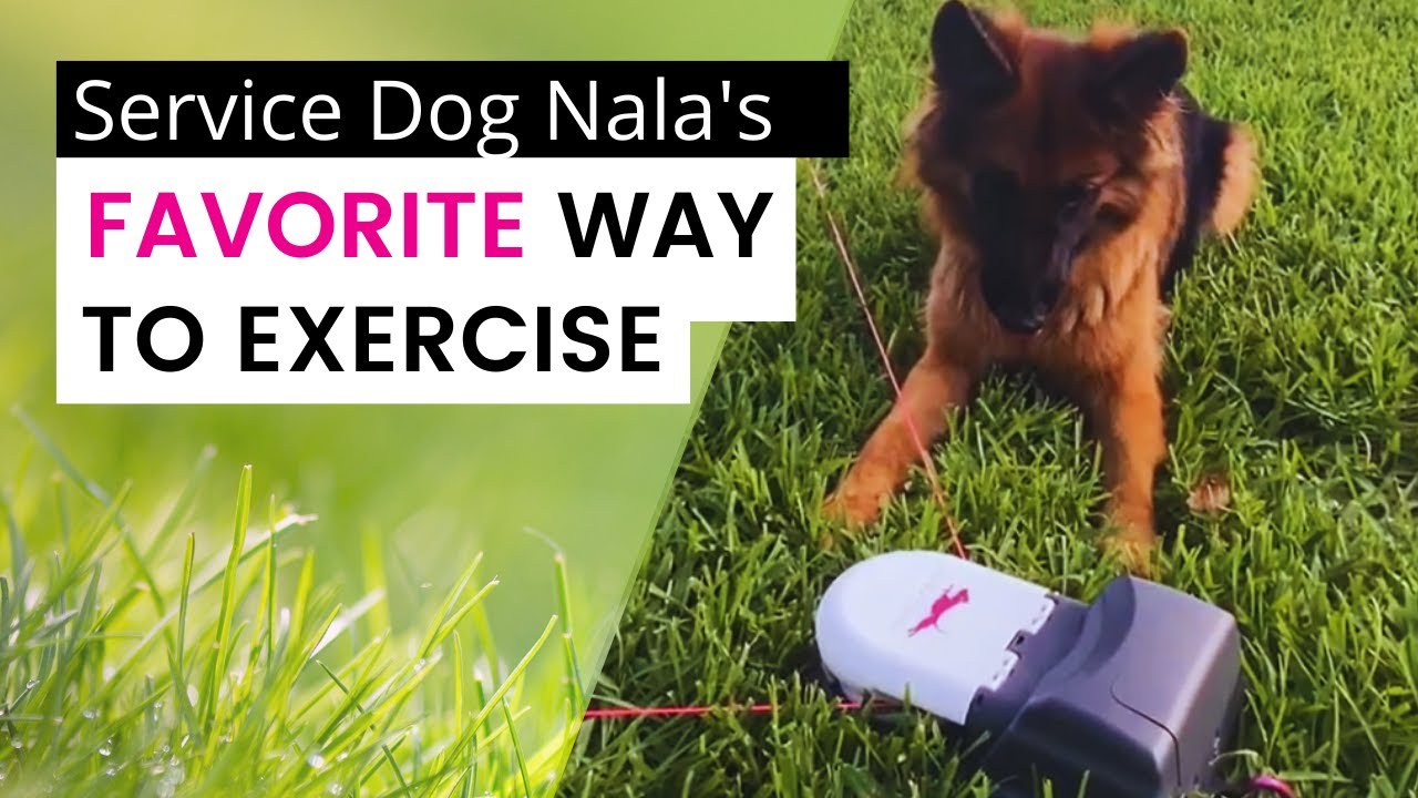 NALA REVIEWS HER NEW FAVORITE TOY SWIFTPAWS YouTube