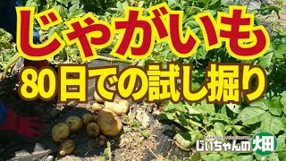 ジャガイモ収穫のタイミングを試し掘りで確認。植え付けから80日のじゃがいもの太り具合を確認してみた。【インカのめざめ】【キタアカリ】【トウヤ】5/21