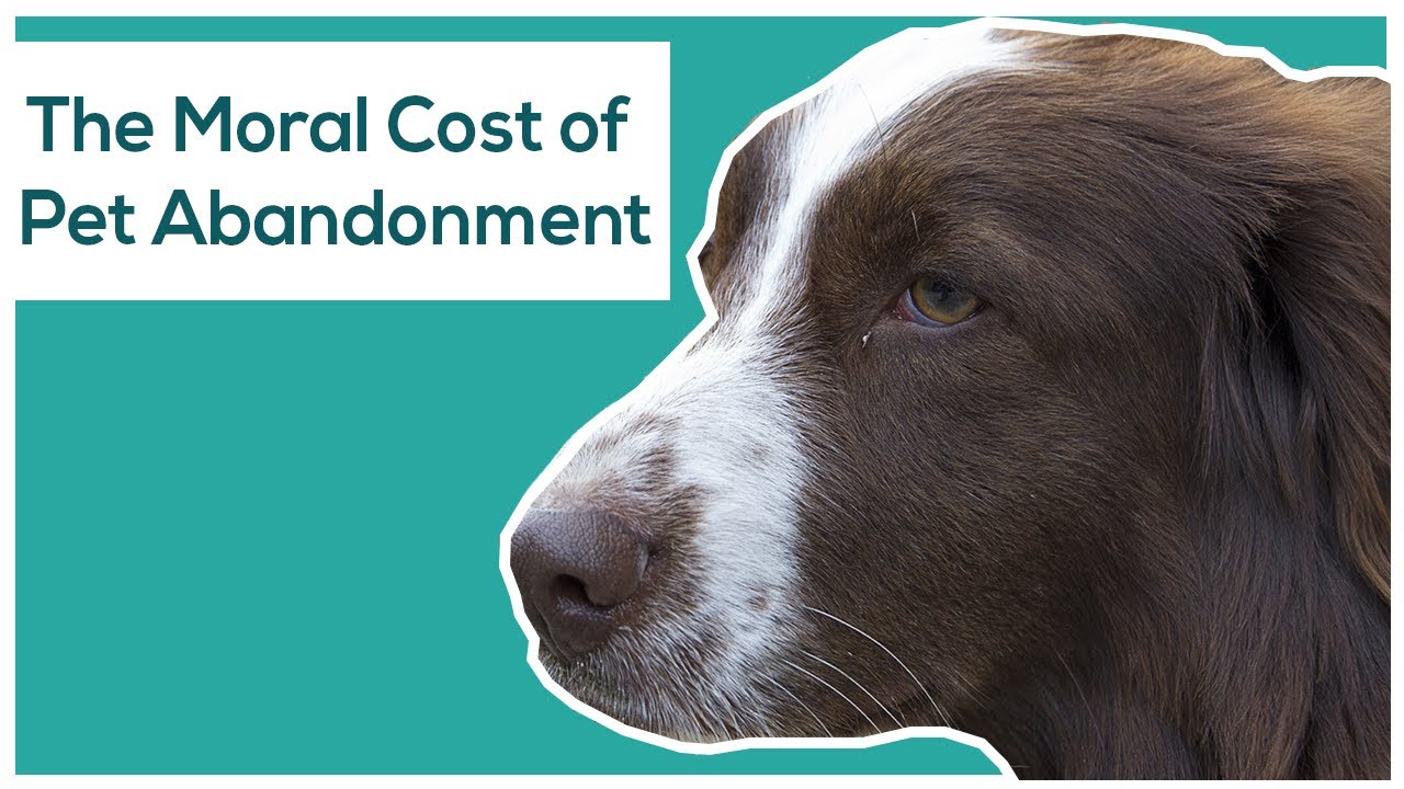 The Moral Cost of Pet Abandonment YouTube