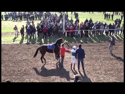 Видео: Конят Сорити на Pok Mon Dev съчетава пасианс и конни надбягвания