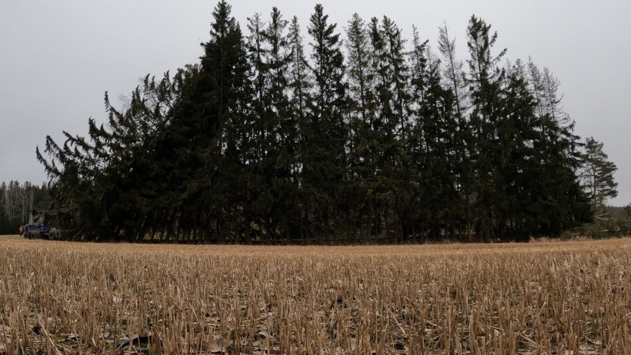 75m kuusiaidan kaato dominona