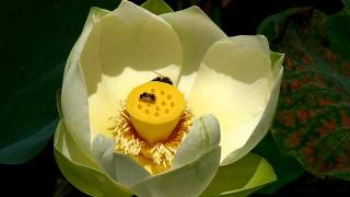 Biene und Schwebfliege auf Lotus