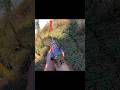 Boar hunting great short #chasse#challenge#reels