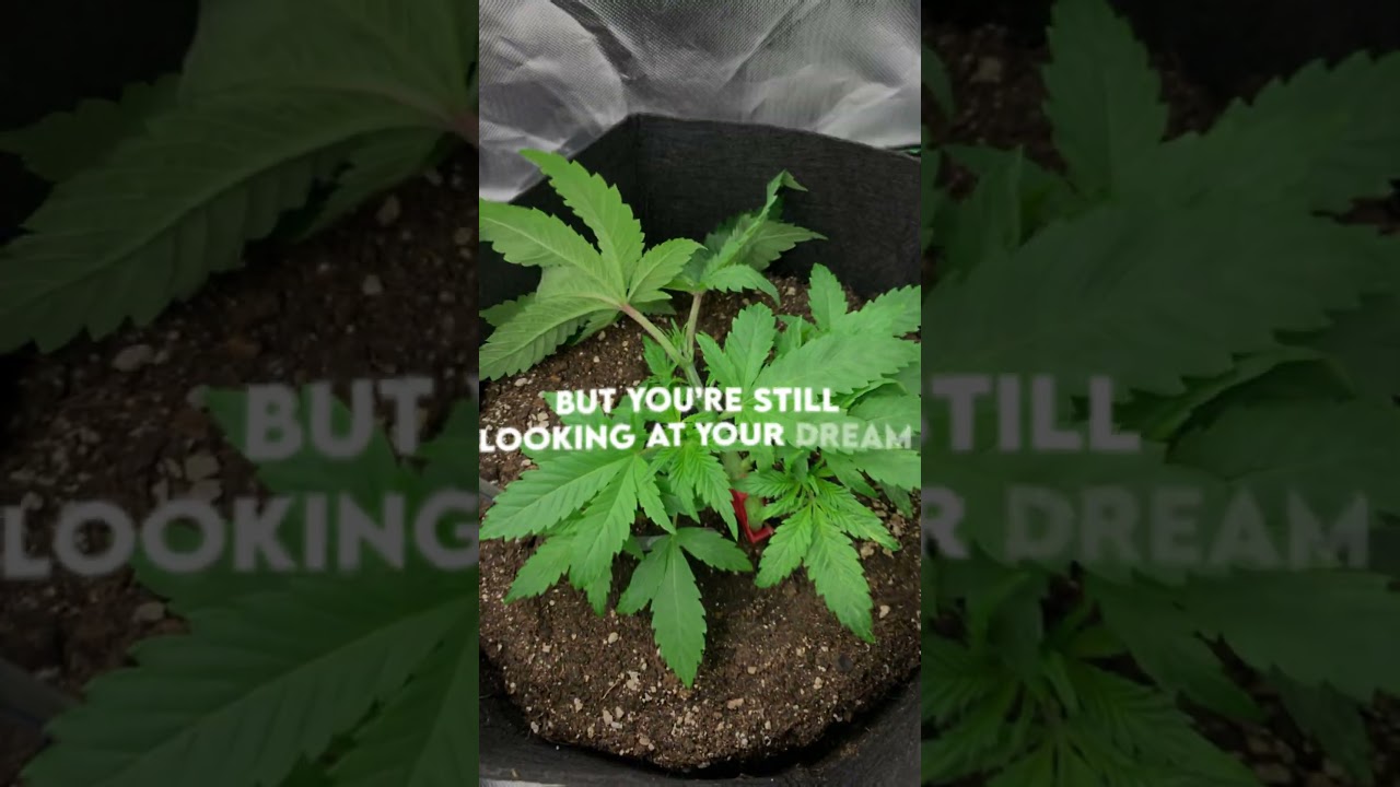 My second run - Strain: Northern Lights🍁🌌 