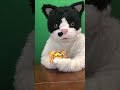 むぎ(猫)「沖縄こんちくわシリーズvol.28ちょっちゅね」