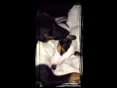video phone beyonce mp3 Brainlickers