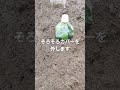 家庭菜園で薩摩芋⑤r8/5/22