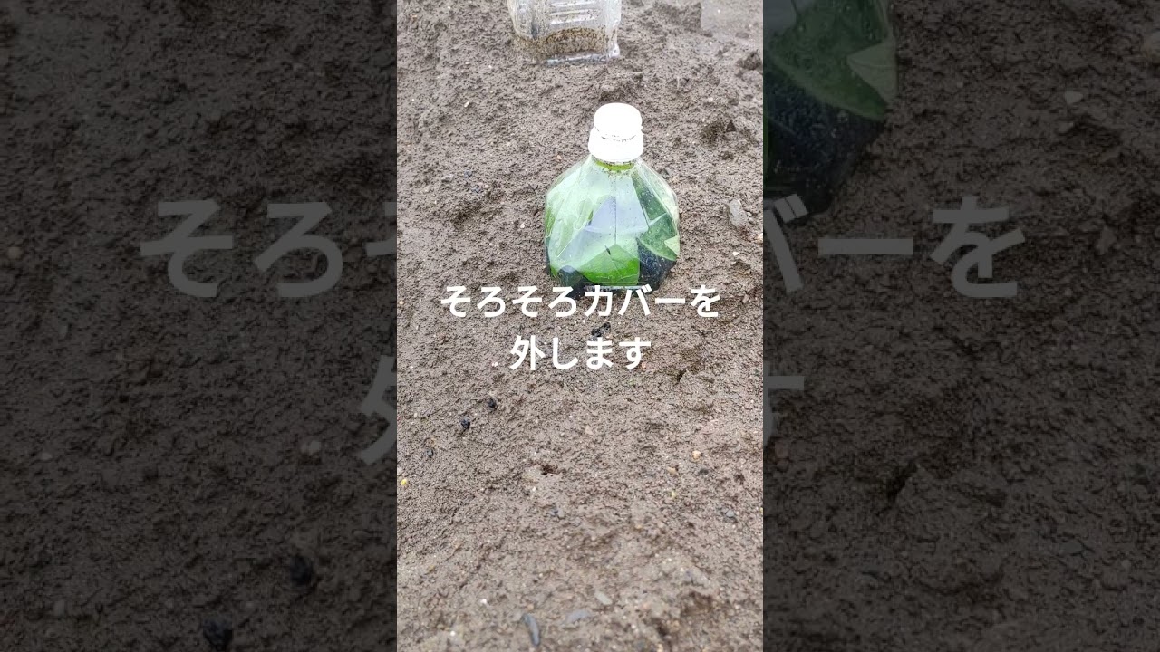 家庭菜園で薩摩芋⑤r8/5/22