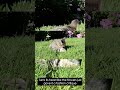 FunCatyBaby - Ginger Cat Outdoor Appointment #catshorts #funnycat #cat #pets #cute #animals #kitten