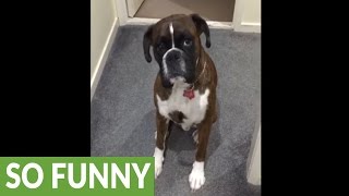 Dog hates bath time, pretends to be too tired
