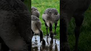 Juvenile Geese 🇨🇦 #goose #geese #canadiangeese #ontario #birds #wildlife #animals #canada #nature