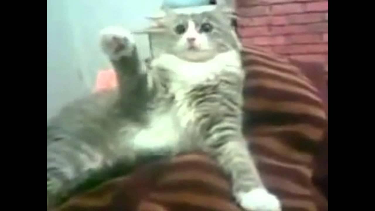 Кот кидает зигу. Котенок зигует. Кот кидает зигу. Зигующий кот. Кот кидает зигу.