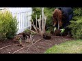 Transplanting Perennials to Make Way For a New Pathway! 🌿💚// Garden Answer