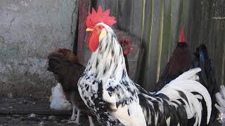 Roosters Crowing - Farm Sound Effects