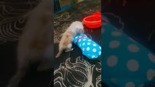 Baby Kimo Looking For Milk His Very Hungry...