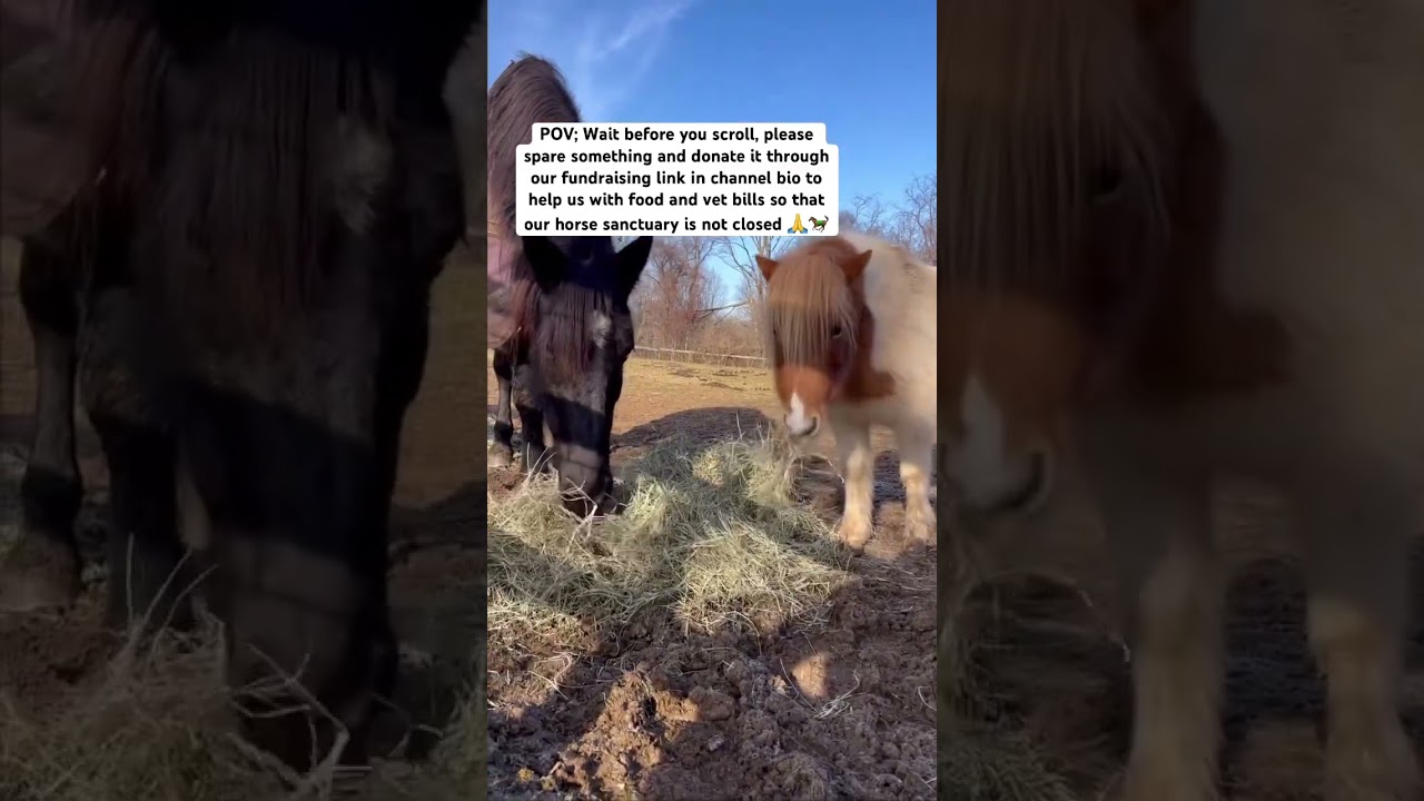 ANIMAL CARE AND RESCUE❤️‍🩹🐎🐮. 