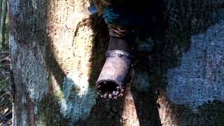 Captura De Abelha Tubuna