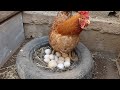 A Chicken Hatched In A Car Wheel And 15 Chicks Came Out And Unfortunately A Chick Died And I Buried 