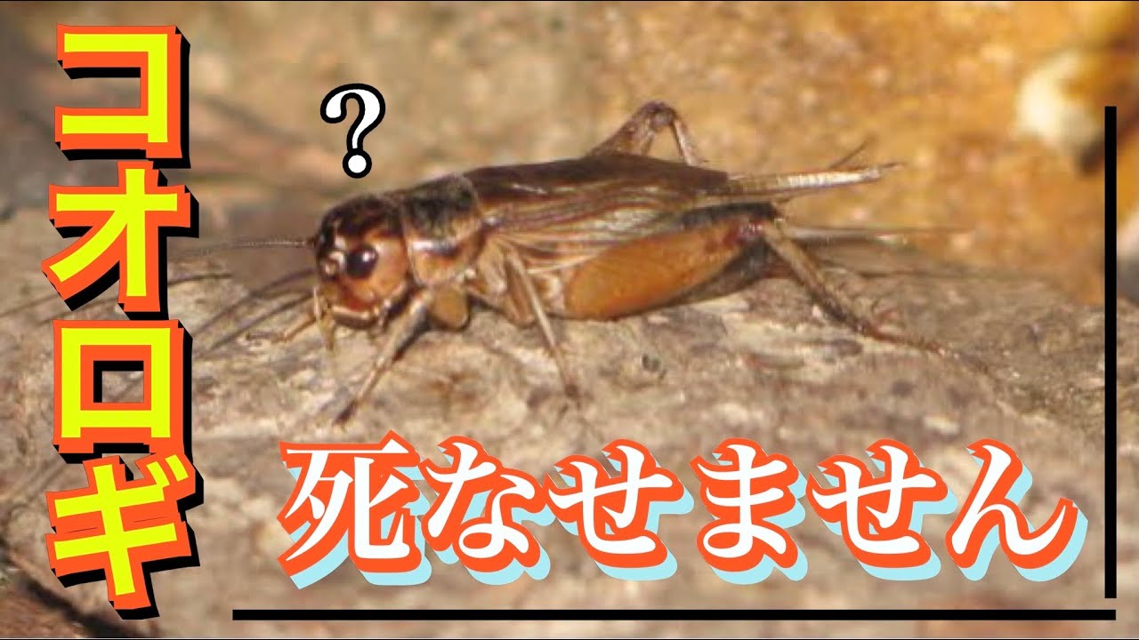 ホントに死なない！臭わない！餌用コオロギの飼育方法【ヨーロッパイエコオロギ】