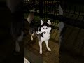Ces chiens ont du sang de loup et ça se voit ! #shorts #loup #chien