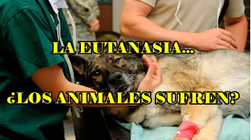 ¿Sufren los animales cuando son sacrificados?