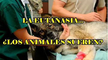 ¿Sienten dolor las mascotas cuando se les practica la eutanasia?