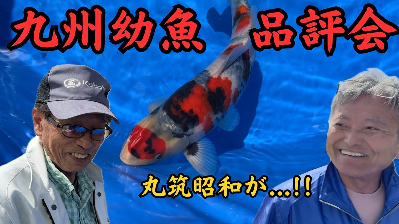 丸筑の受賞鯉を続々紹介していきます😁