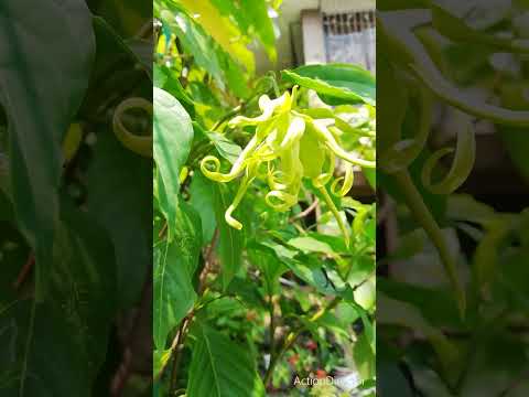 Friday. Ylang Ylang Blooms on a Sunny Friday. No rain, so far. 10.09.26 #dailyshorts