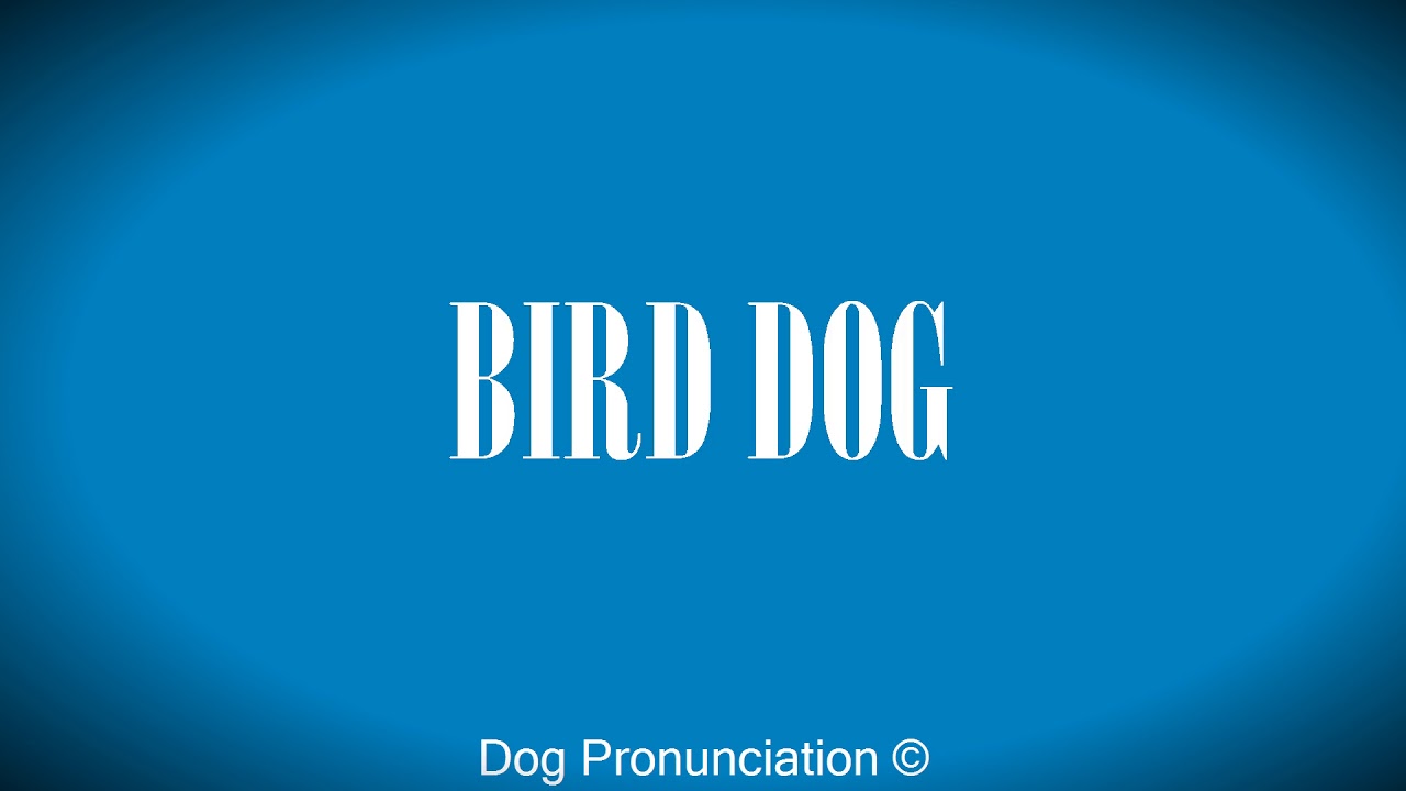 How to pronounce BIRD DOG - YouTube