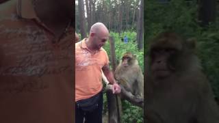 Mein Freund Der Affe