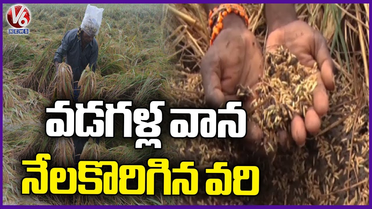 Huge Crop Damage Due To Hailstorm , Farmers Demand Compensation ...