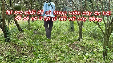 Tại sao phải để cỏ trong vườn cây ăn trái, cỏ dại có lợi hay có hại đối với cây trồng.