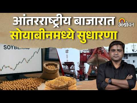 Soybean Rate: देशातील बाजारात सोयाबीन दबावात का आले ? | Agrowon