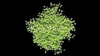 Tree v. 04 Top View Pack | Motion Graphics - Envato elements