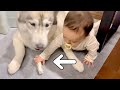 大切なおやつを赤ちゃんに奪われたハスキー犬の反応が衝撃的でした・・・