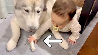 A Siberian Husky's reaction to having his precious snack taken away by a baby was shocking...