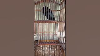 BURUNG AWAR AWAR  GACOR NEMBAK NEMBAK