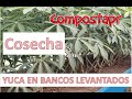 Yuca en Bancos Levantados 4/4