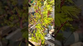 ’Coral Bark’ Maple (Acer palmatum 'Sango Kaku') #lowes