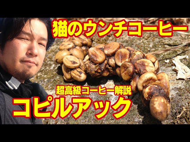 世界1高い珈琲コピ・ルアク是非とも♪ 楽天市場】幻のコーヒー コピ・ルアック コピルアク 50g 豆 ジャコウ