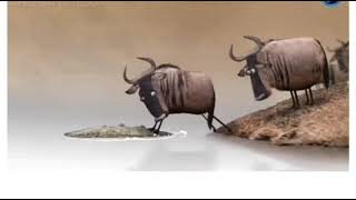 wildebeest from birdbox studio| wildebeest vs crocodile comedy Hindi version funny