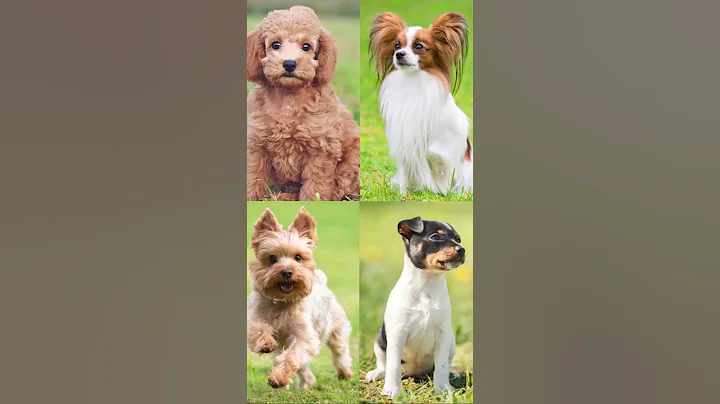 Top 10 Dog Breeds That Stay Small - DayDayNews