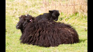 Funny ouessant lambs are playing