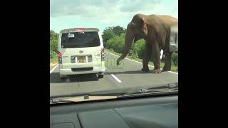 The Driver Who Gave Food To An Elephant On The Road | 道路上の象に餌を与えた運転手 | Elephant | Animals #Shorts