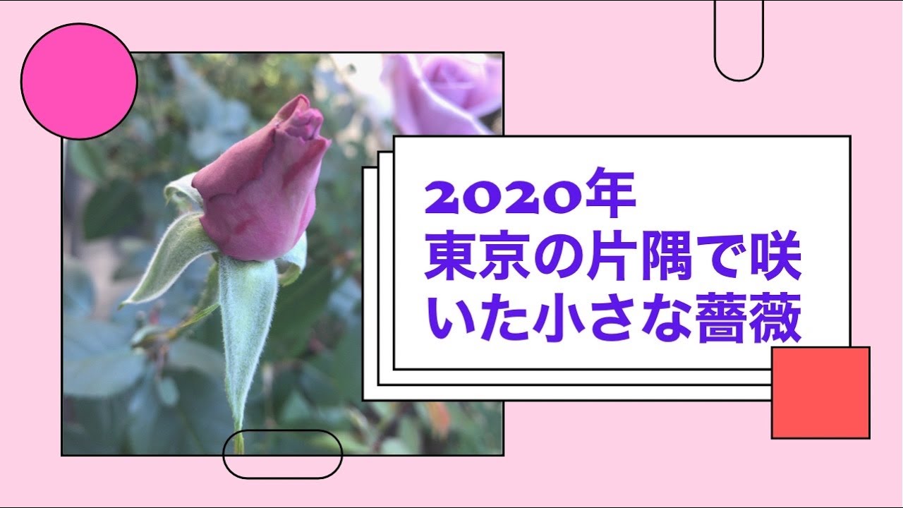 小さな薔薇たち Youtube