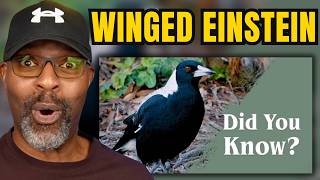 Australian Magpies Can Remember 100 Human Faces for 5 Years... I Had No Idea 😮
